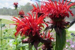 Monarda 'Jacob Kline'